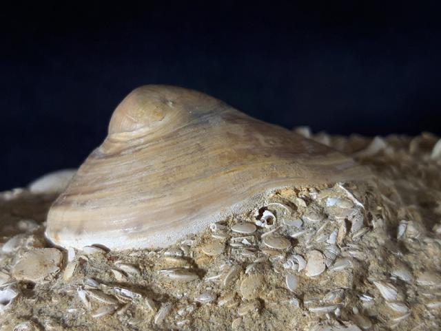 Velates perversus (GMELIN 1791) - Bild &copy; FossNet FossilienStore